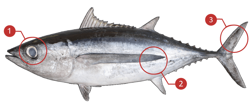 How to Identify a Albacore Tuna