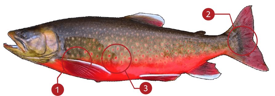 How to Identify a Arctic Char