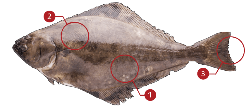 How to Identify a Atlantic Halibut