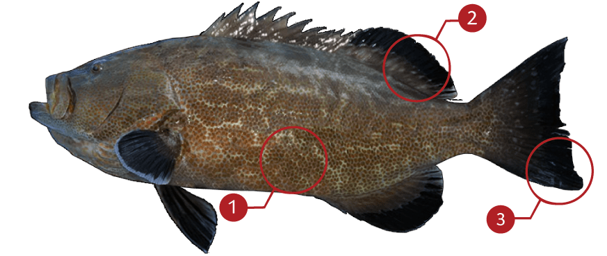 How to Identify a Broomtail Grouper