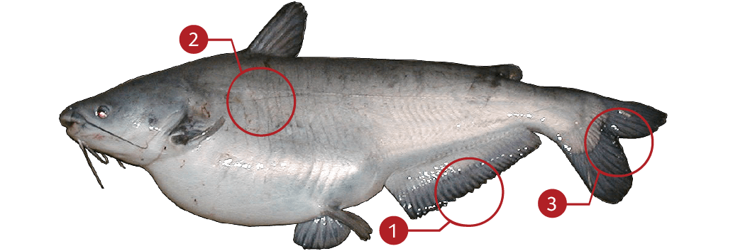 How to Identify a Blue Catfish
