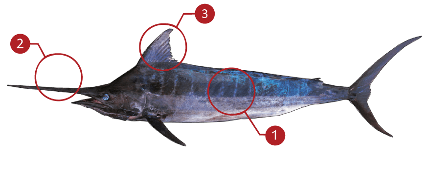 How to Identify a Blue Marlin