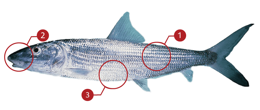 How to Identify a Bonefish
