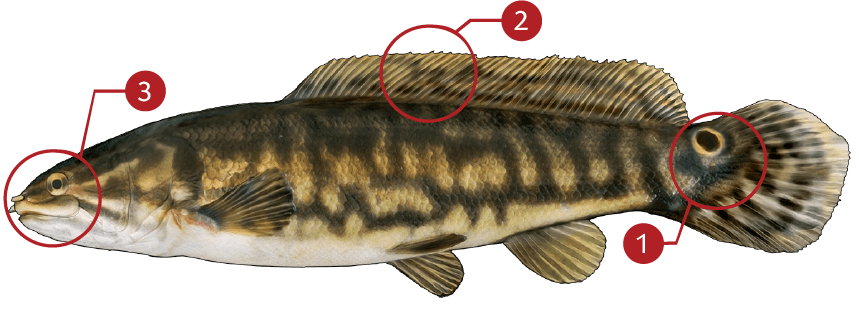 How to Identify a Bowfin