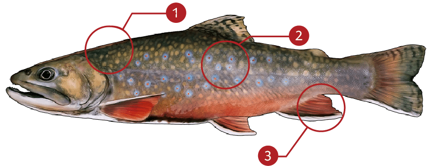 How to Identify a Brook Trout