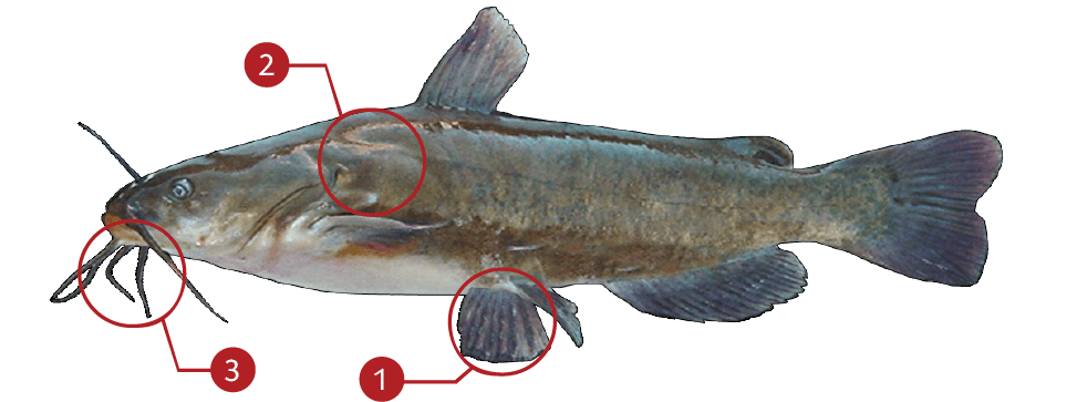 How to Identify a Brown Bullhead