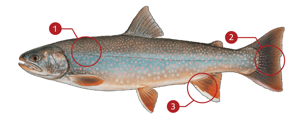 How to Identify a Bull Trout