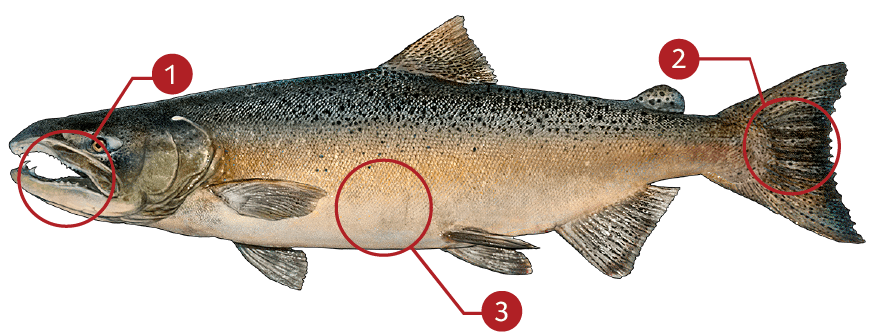 How to Identify a Chinook Salmon