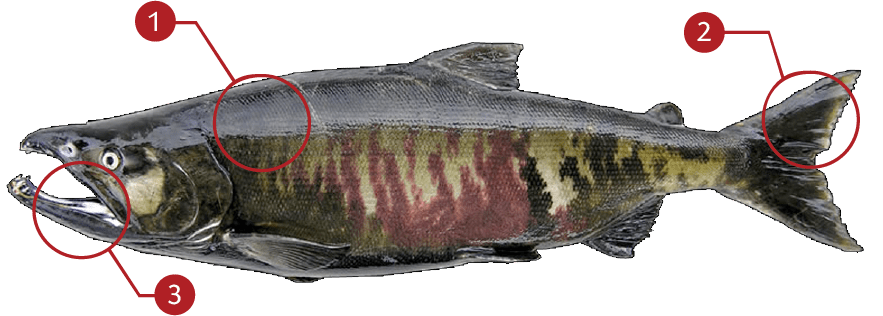 How to Identify a Chum Salmon