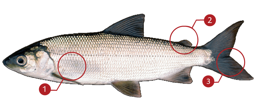 How to Identify a Cisco (Lake Herring)