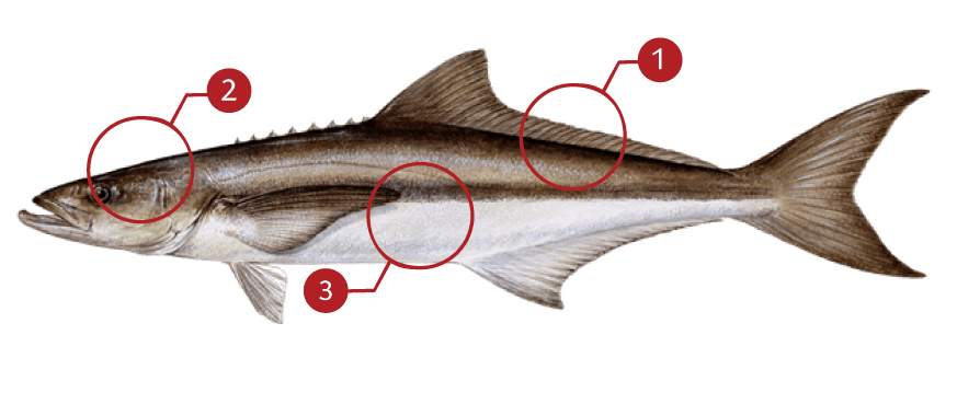How to Identify a Cobia
