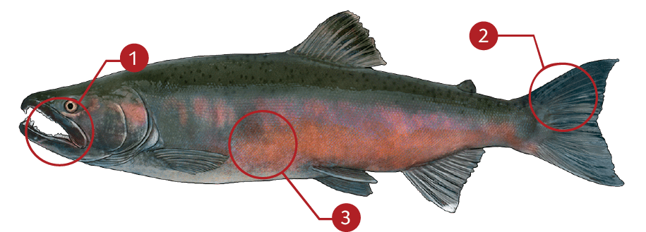 How to Identify a Coho Salmon