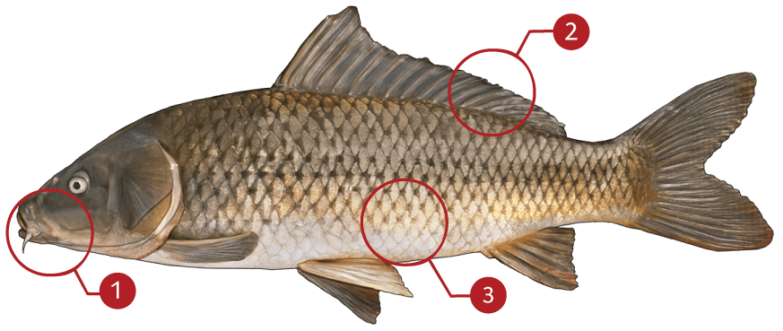 How to Identify a Common Carp