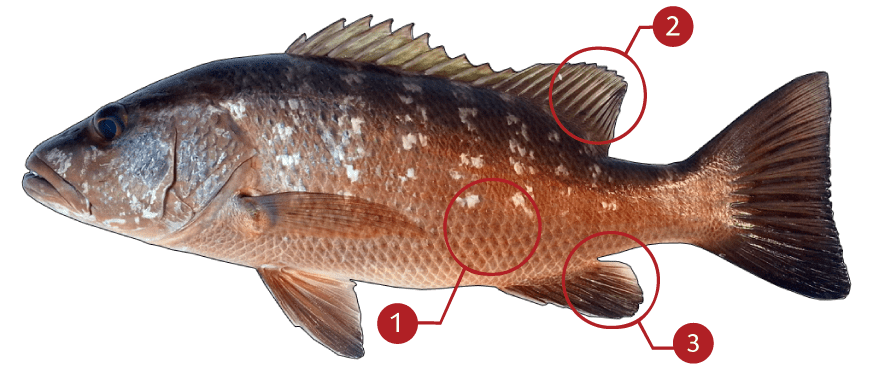 How to Identify a Cubera Snapper