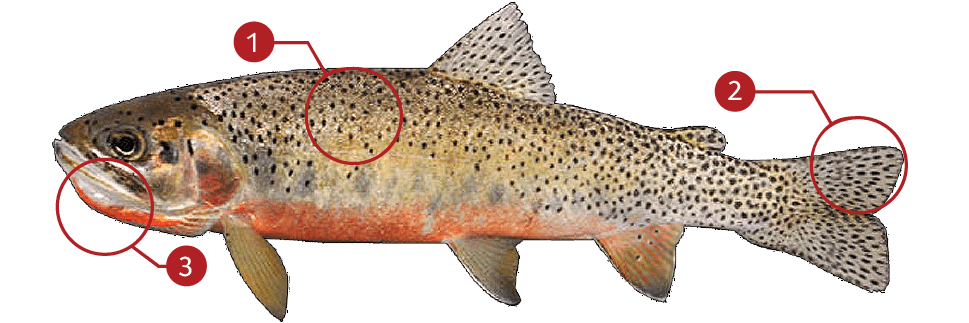 CUTTHROAT TROUT