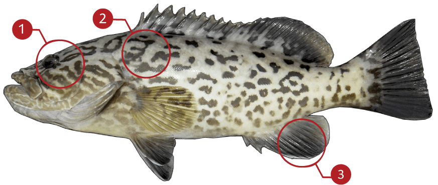 How to Identify a Gag Grouper
