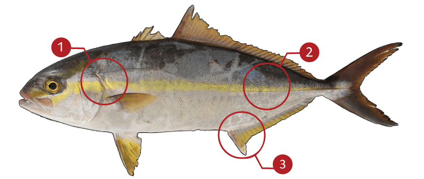 How to Identify a Greater Amberjack