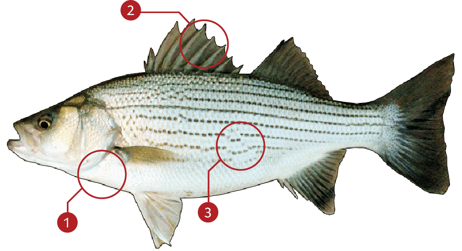 How to Identify a Striped Bass