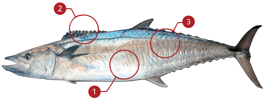 How to Identify a King Mackerel