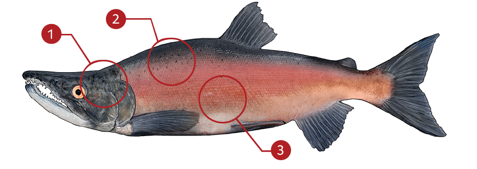 How to Identify a Kokanee Salmon