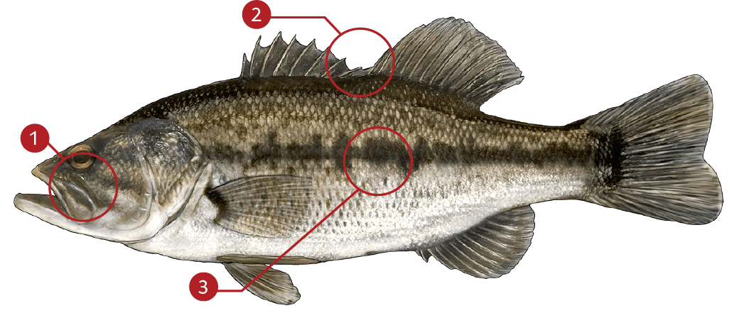 How to Identify a Largemouth Bass