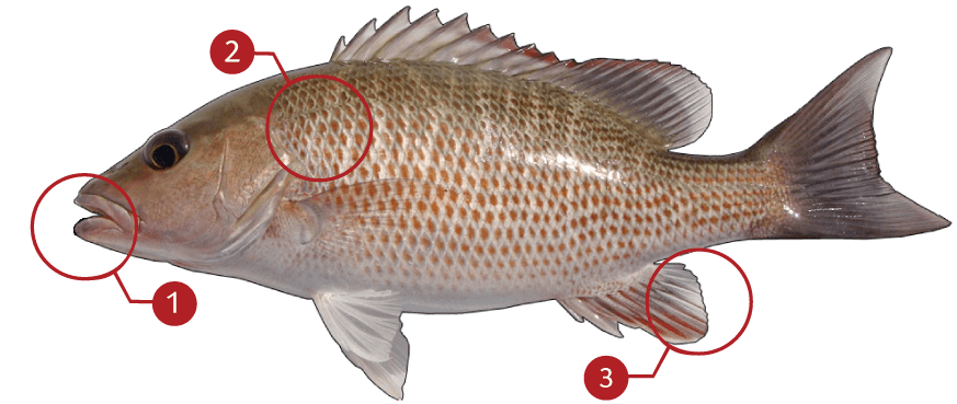 How to Identify a Mangrove Snapper