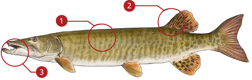 How to Catch Muskellunge