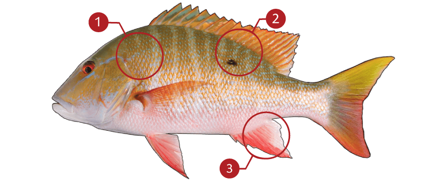 How to Identify a Mutton Snapper