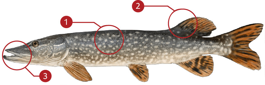 How to Identify a Northern Pike