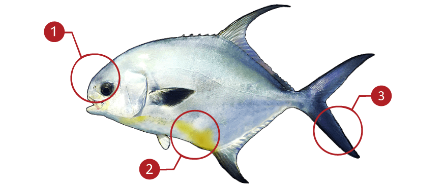 How to Identify Permit Fish