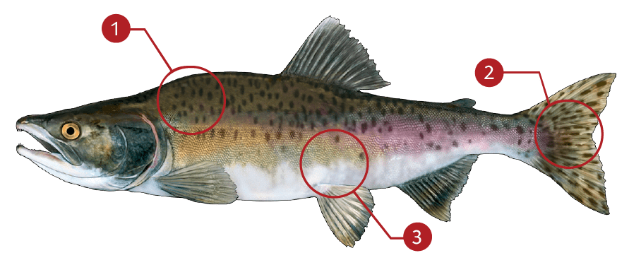 How to Identify a Pink Salmon