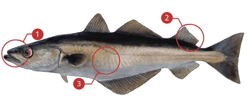 How to Identify a Pollock