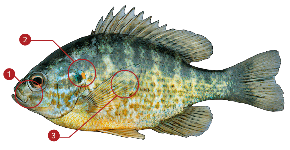 How to Identify a Pumpkinseed