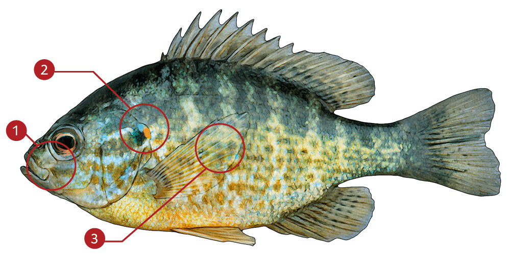 pumpkinseed sunfish