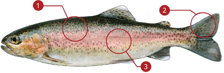 How to Identify a Rainbow Trout