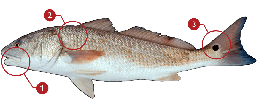 How to Identify a Red Drum
