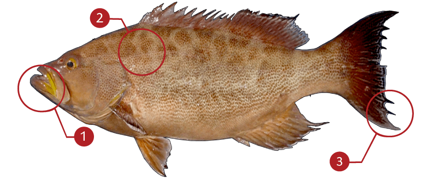 How to Identify a Scamp Grouper