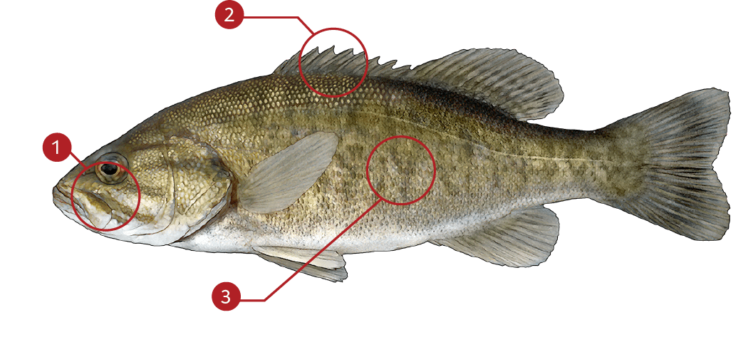 How to Identify a Smallmouth Bass