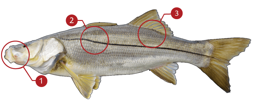 How to Identify a Snook