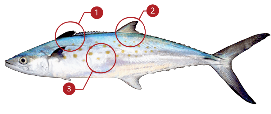 How to Identify an Spanish Mackerel