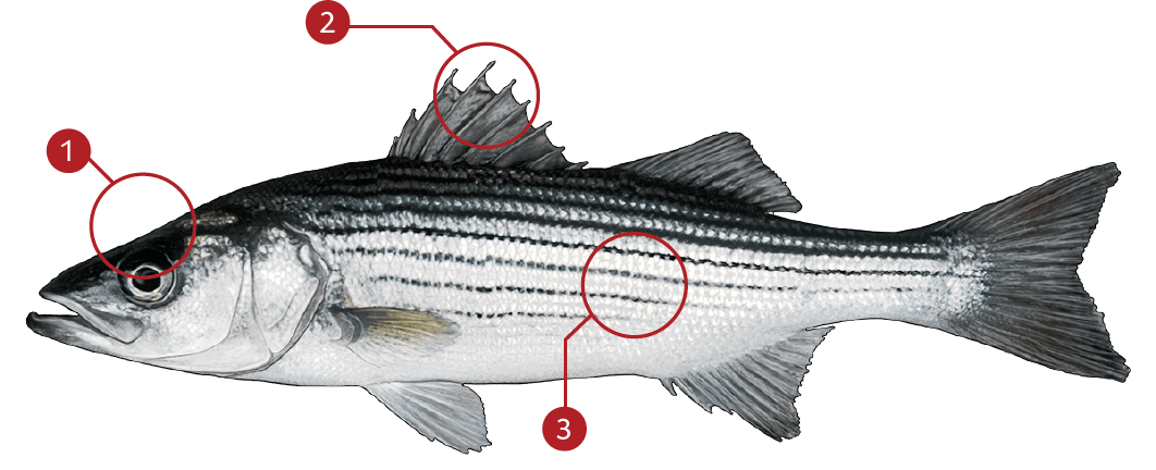 How to Identify a Striped Bass