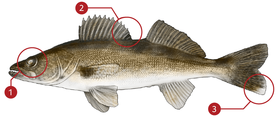 How to Identify a Walleye