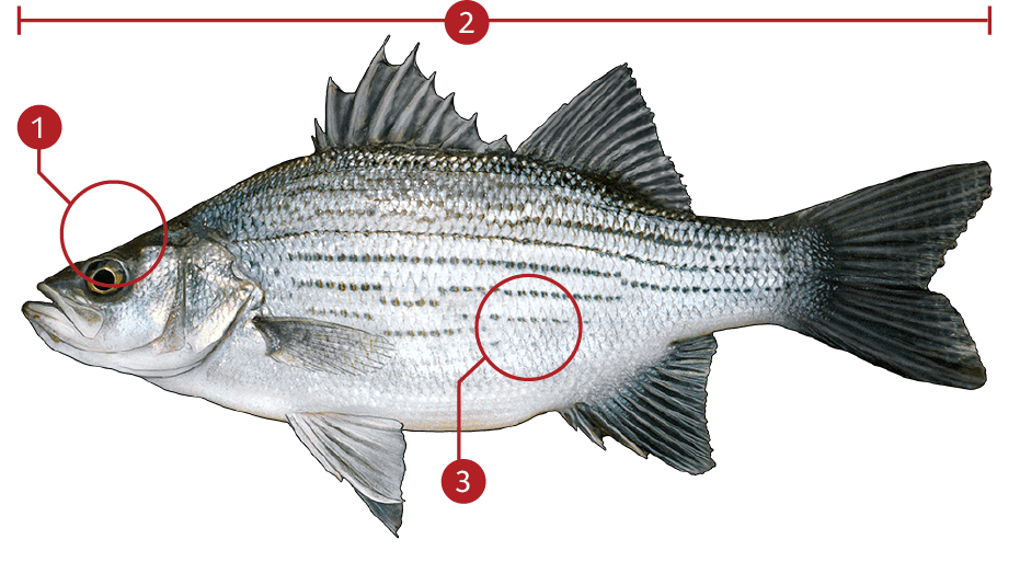 How to Identify a White Bass