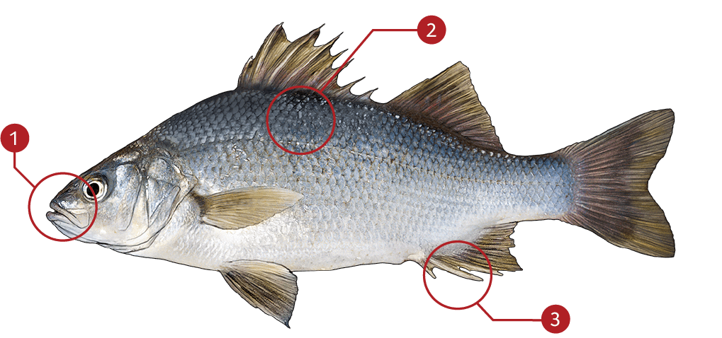 How to Identify a White Perch