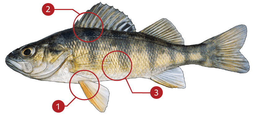 How to Identify a Yellow Perch