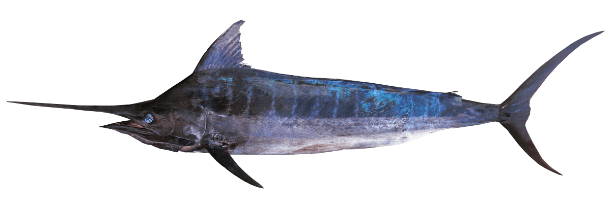 Blue Marlin 33