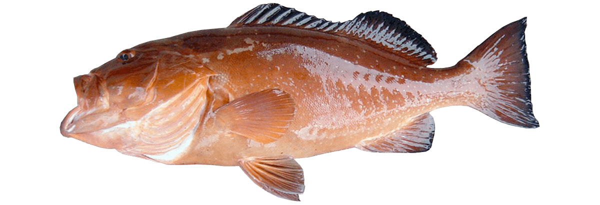 Red Grouper