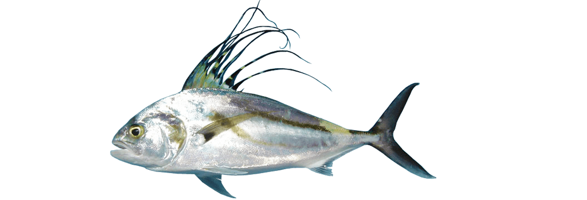 Rooster Fish 34