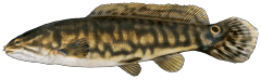 Bowfin.png
