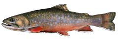BrookTrout.png